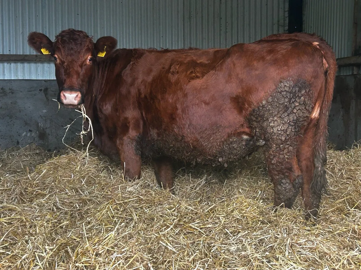 In-Calf Limousin Cow Due In Feburary To PB LM Bull - Image 2