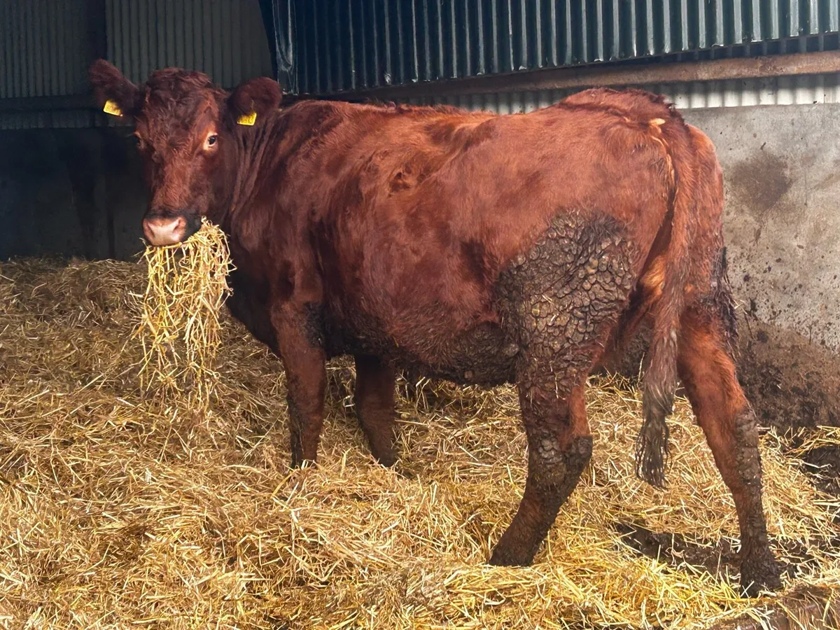 In-Calf Limousin Cow Due In Feburary To PB LM Bull - Image 3