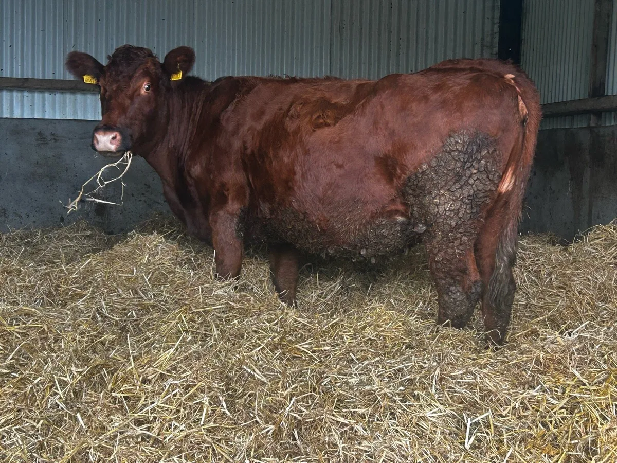 In-Calf Limousin Cow Due In Feburary To PB LM Bull - Image 4