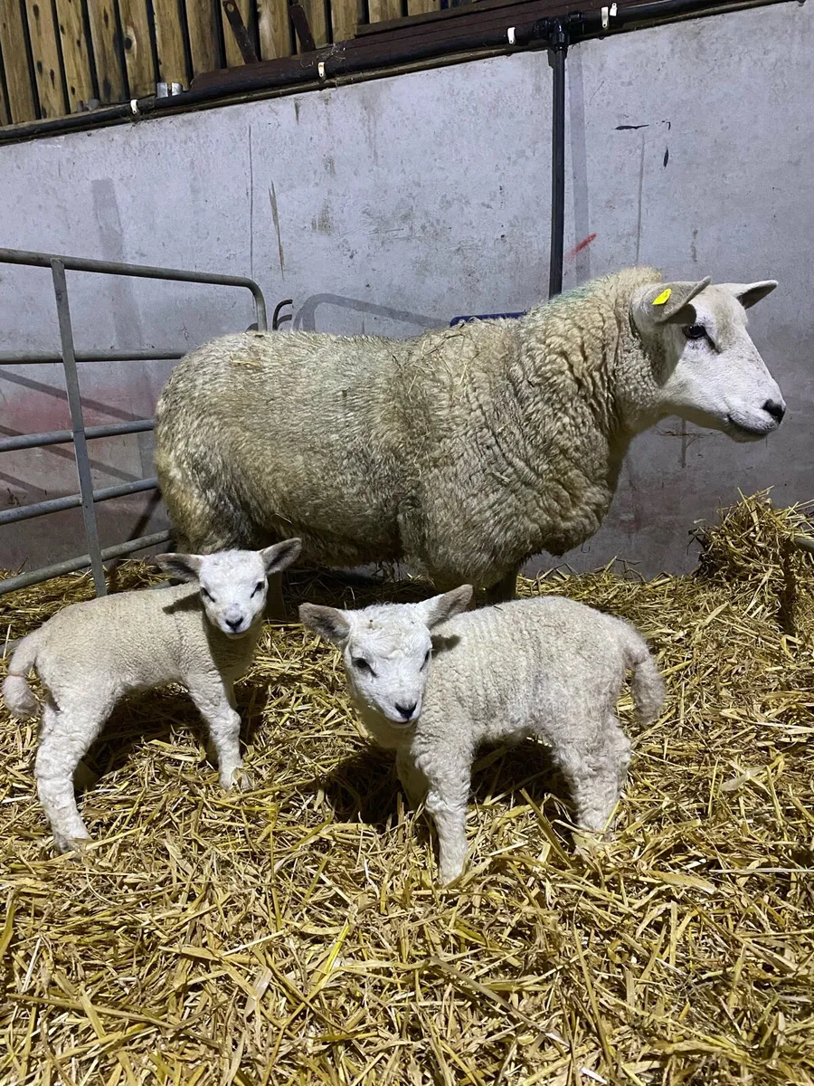 ewes with lambs at foot - Image 1