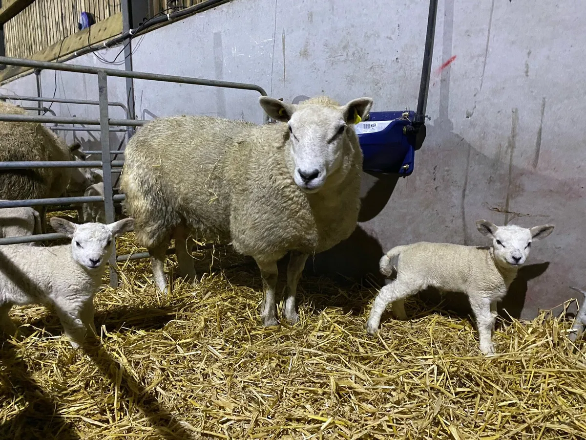 ewes with lambs at foot - Image 2