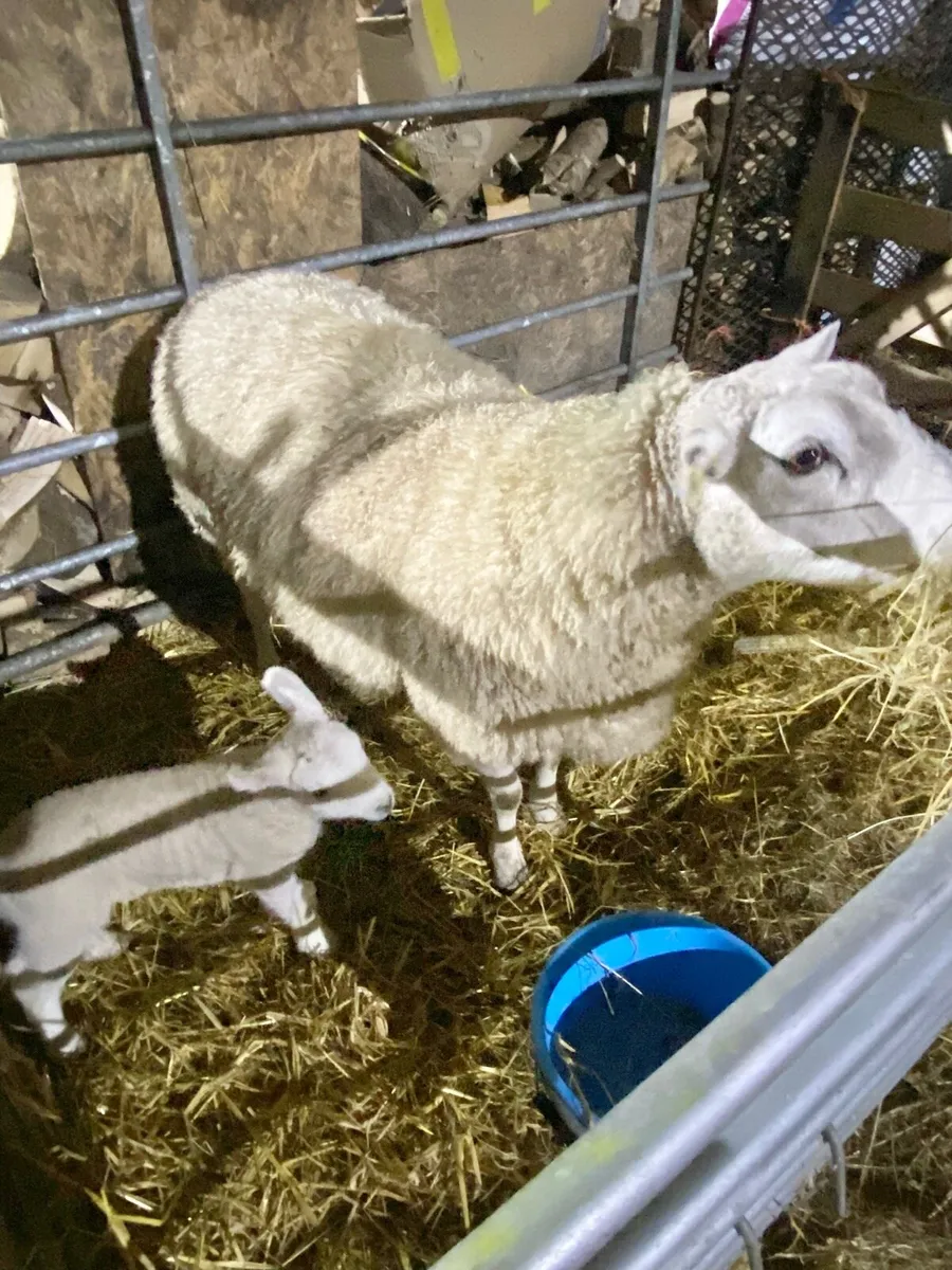 ewes with lambs at foot - Image 3