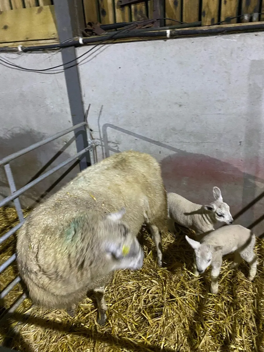 ewes with lambs at foot - Image 4