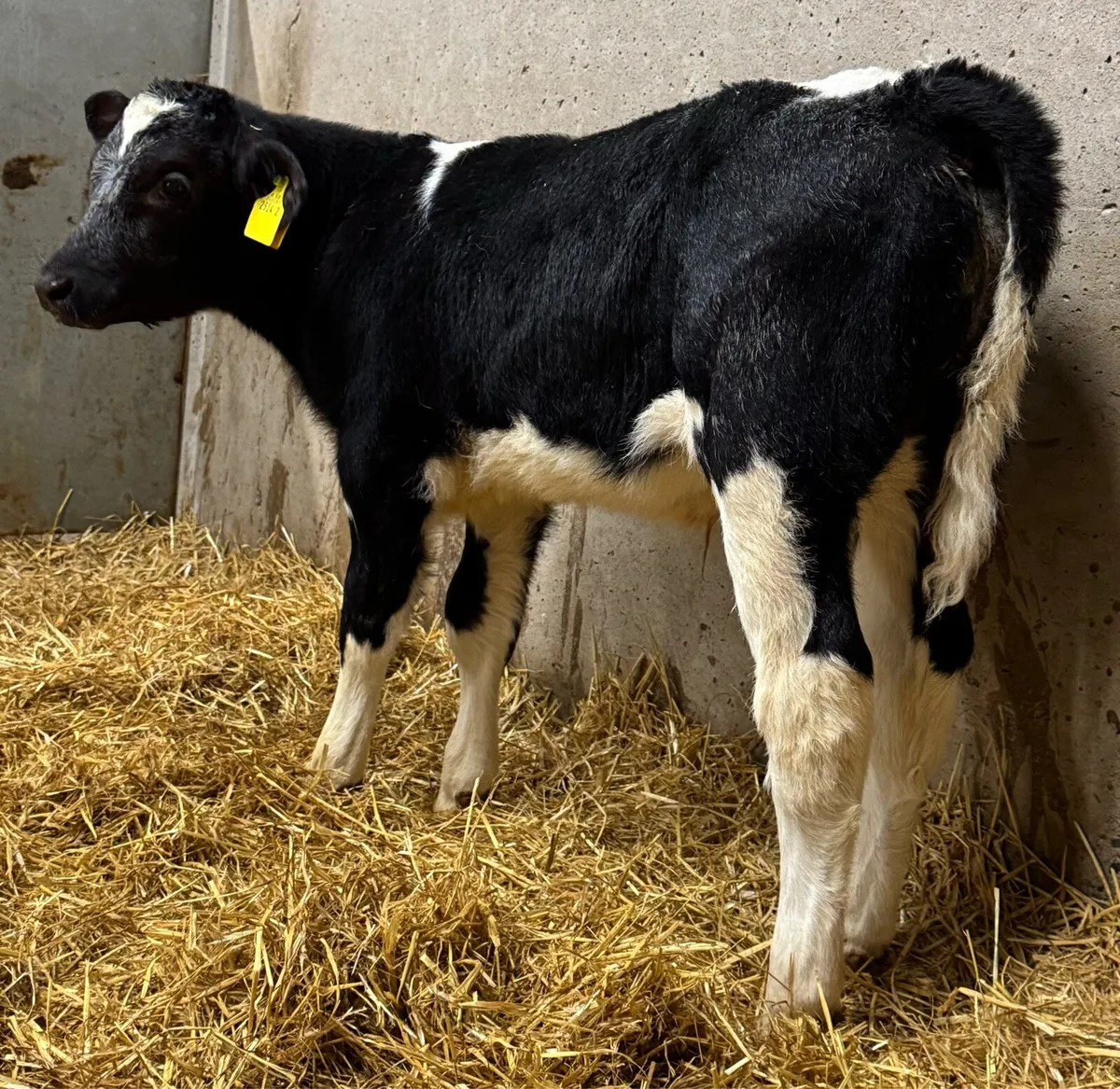 16 BB Bulls - Image 1