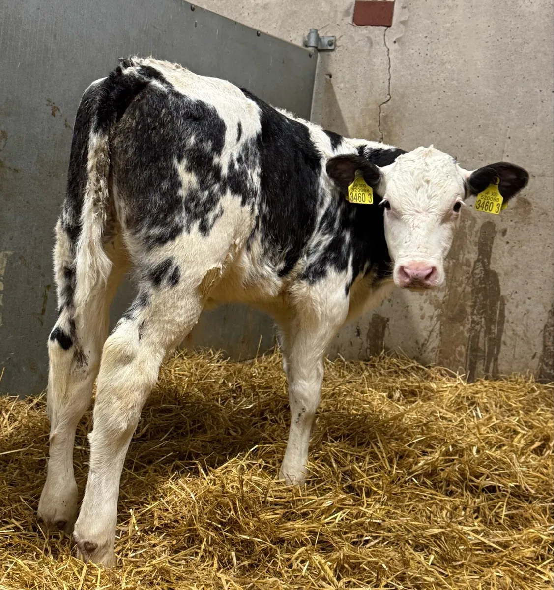 16 BB Bulls - Image 2