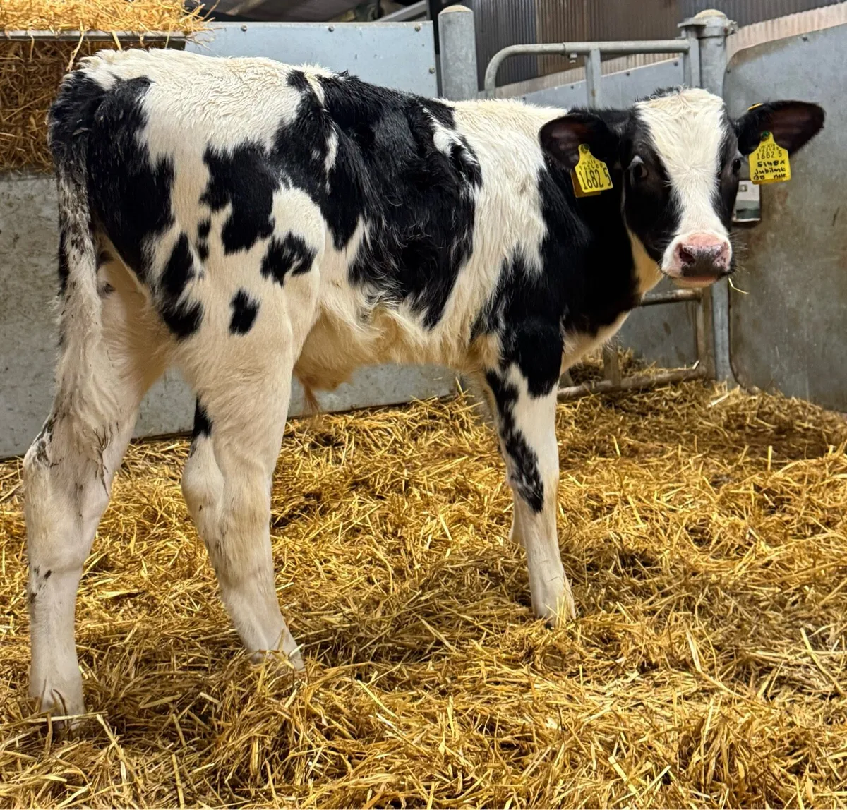 16 BB Bulls - Image 3