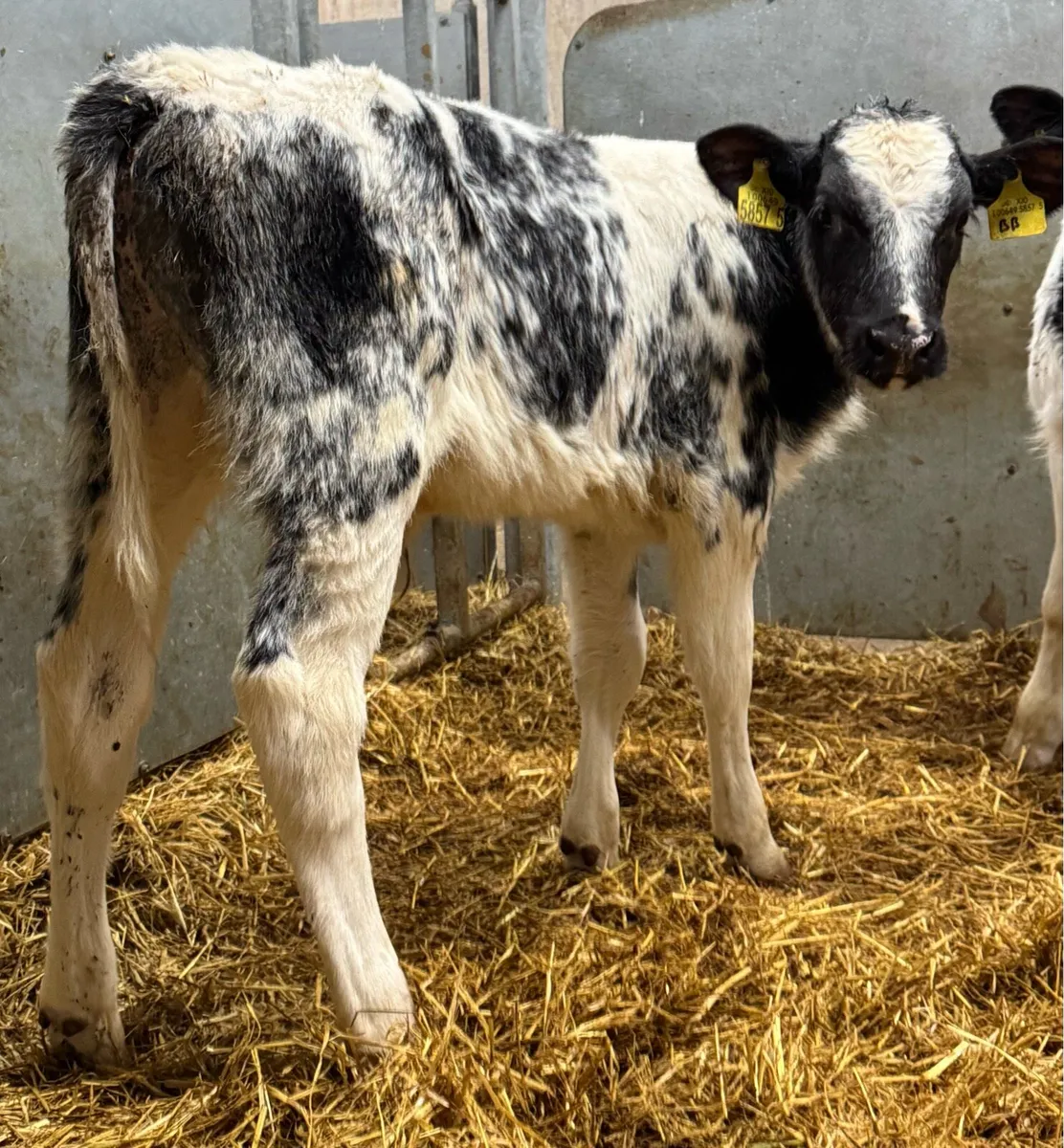 16 BB Bulls - Image 4