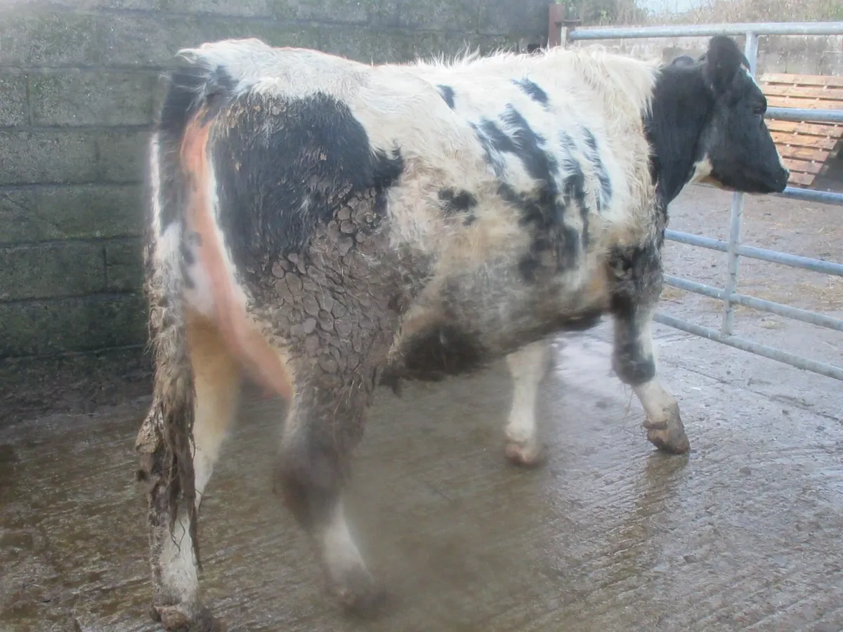 belgian blue heifer springing to calve - Image 2