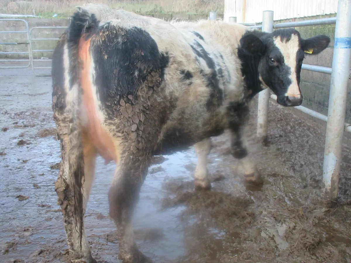 belgian blue heifer springing to calve - Image 3
