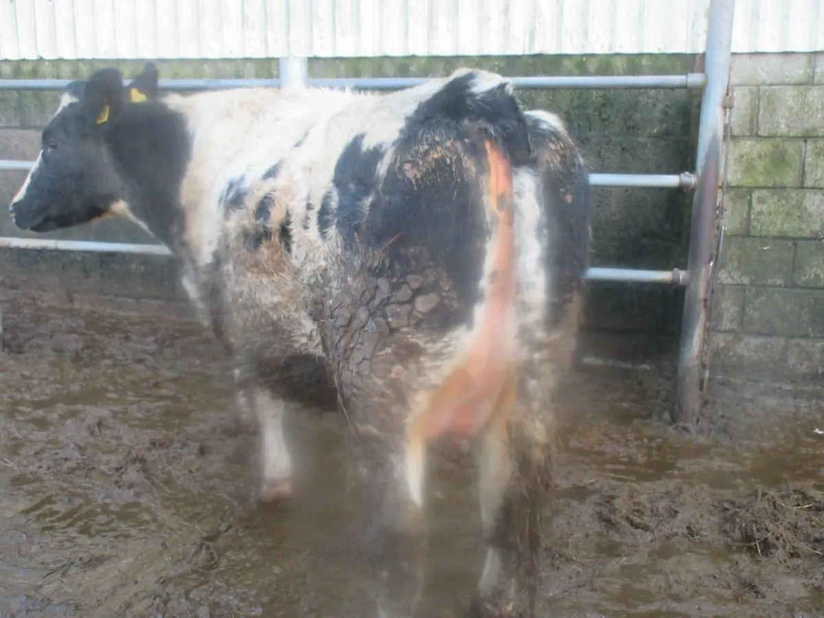 belgian blue heifer springing to calve - Image 4