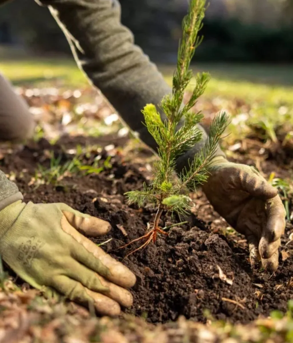 Afforestation / hedge planting services - Image 1