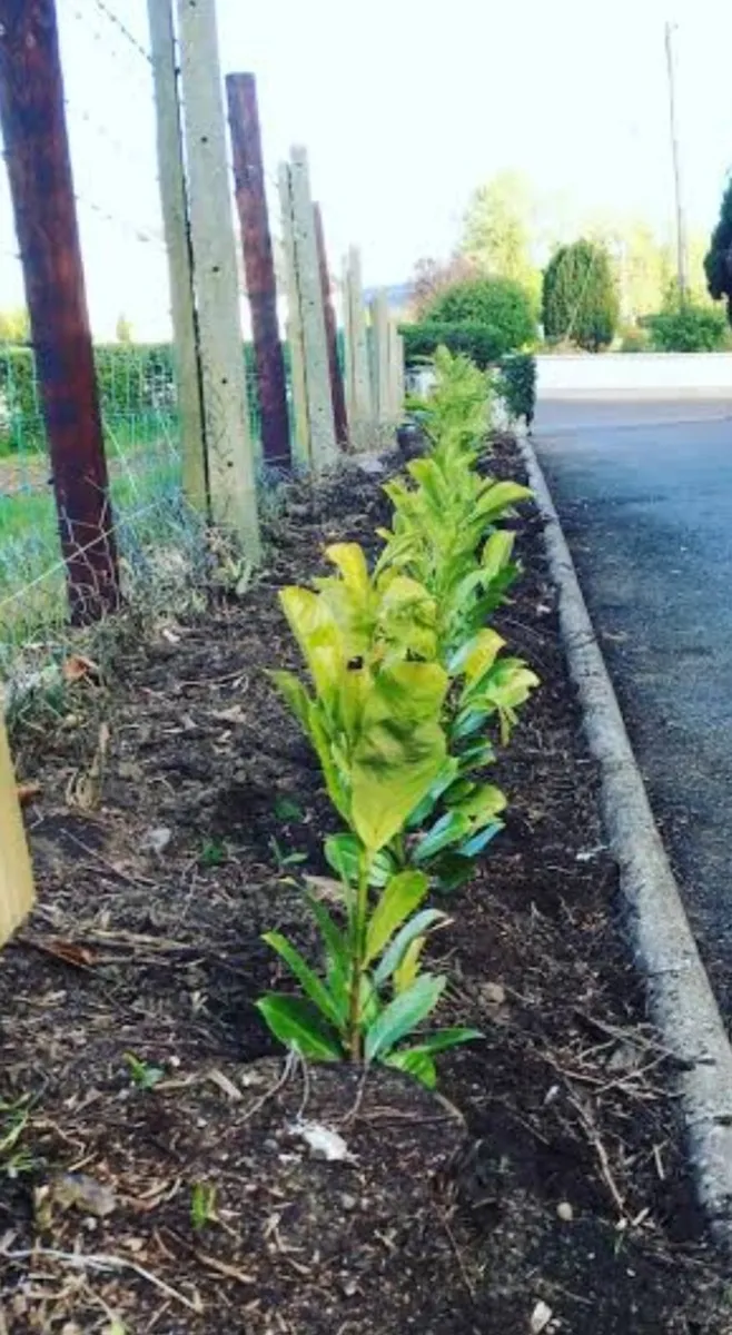Afforestation / hedge planting services - Image 2