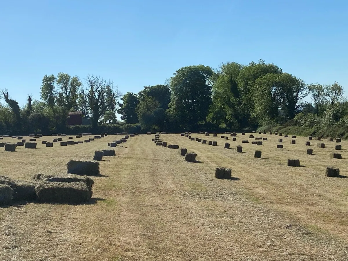 Hay - Image 2