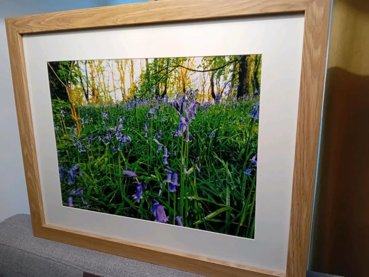 Bluebells in Ballyannon Woods - Image 3