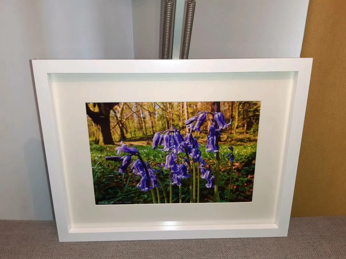 Ballyannan Woods, Midleton - Image 1