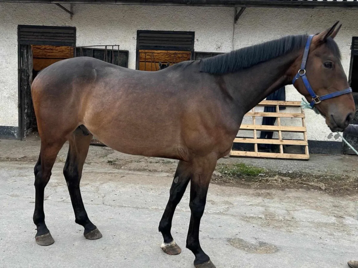 5yo bay gelding - Image 1