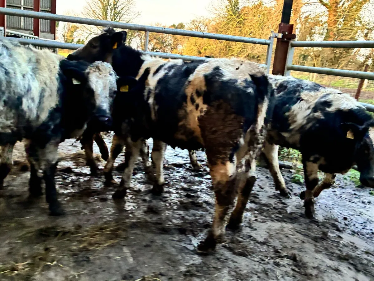 6 smashing Belgium blue heifers for sale - Image 1