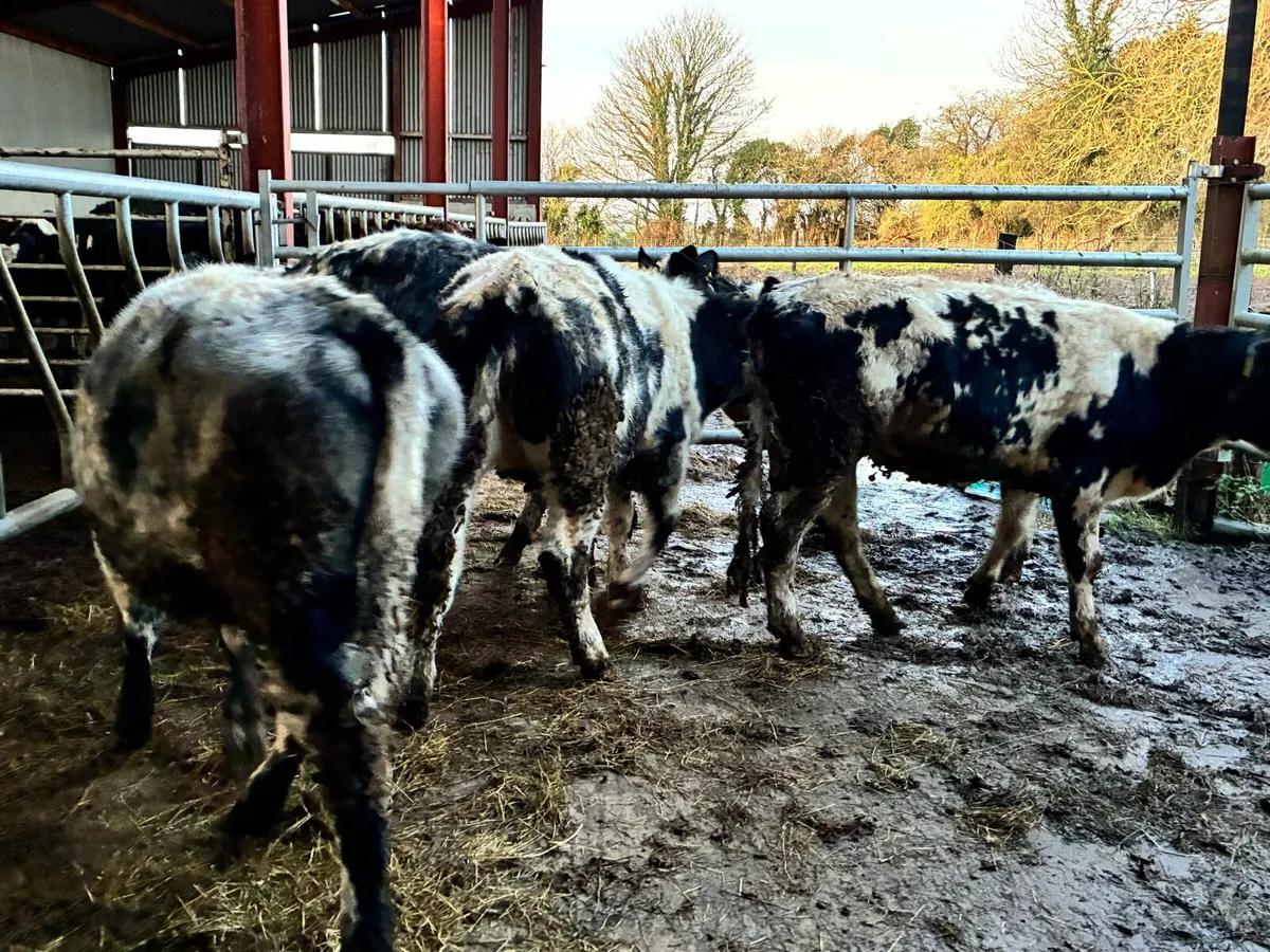 6 smashing Belgium blue heifers for sale - Image 2