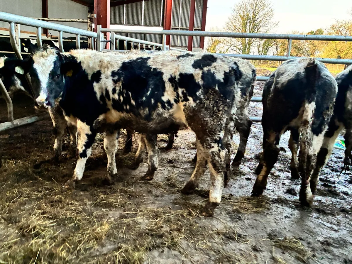 6 smashing Belgium blue heifers for sale - Image 3