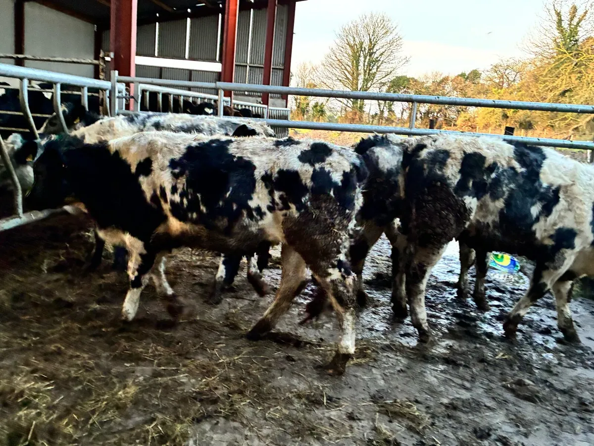 6 smashing Belgium blue heifers for sale - Image 4