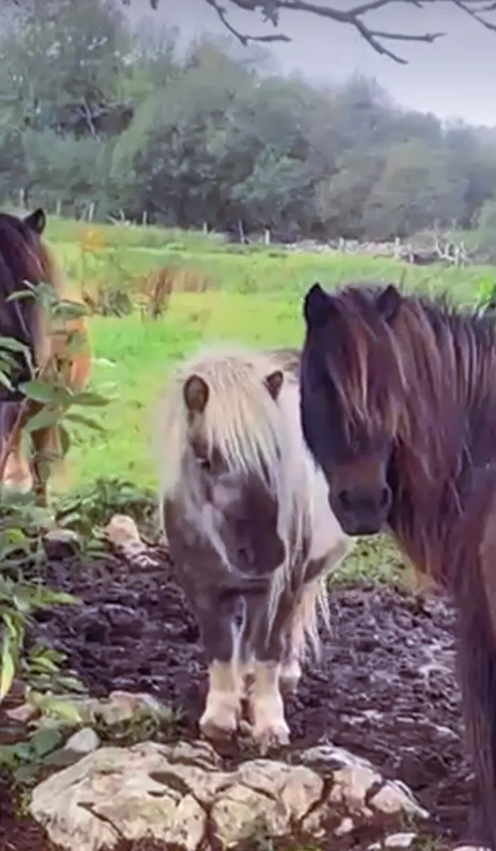 Miniature Ponies - Image 2