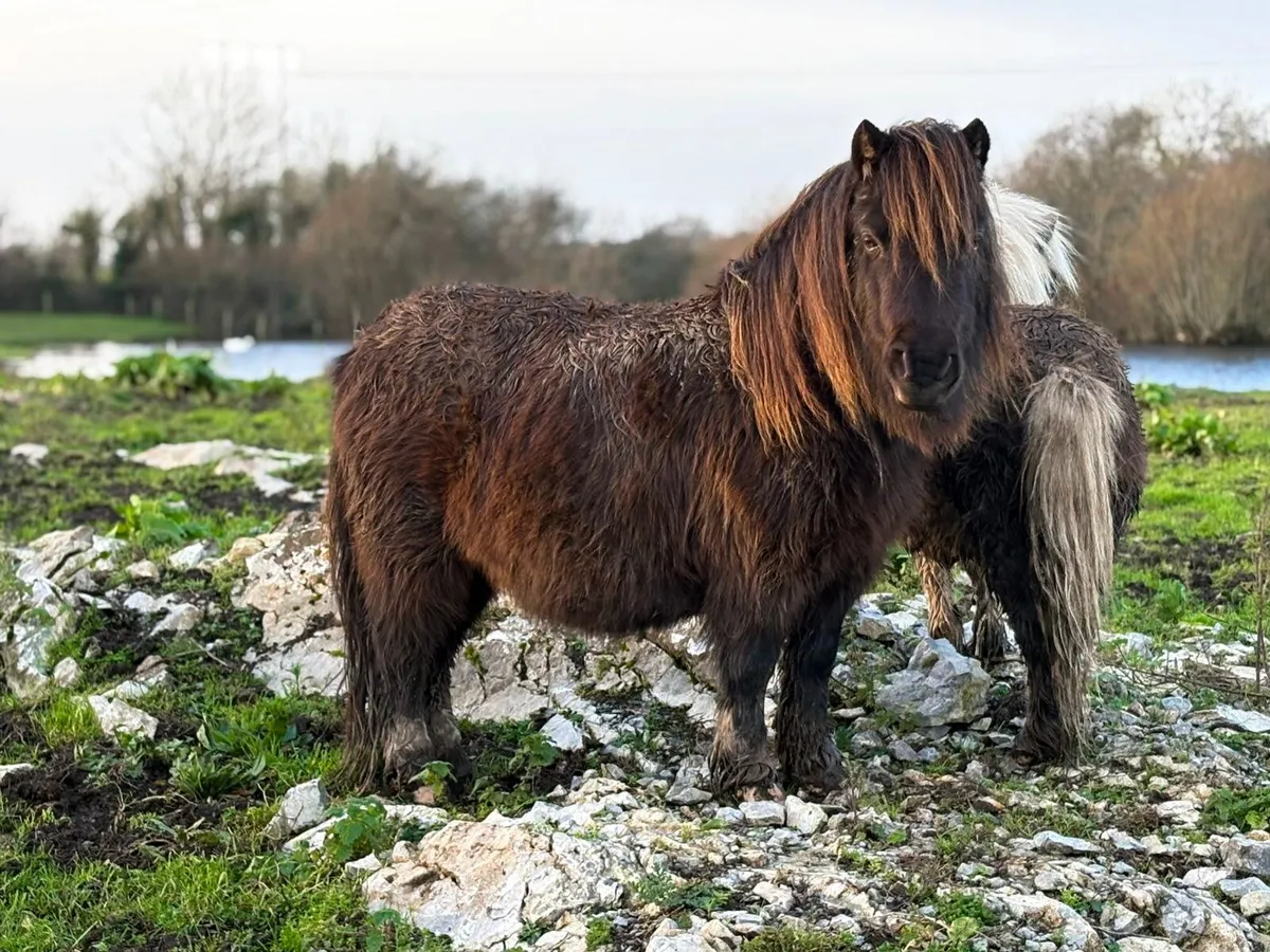 Miniature Ponies - Image 1