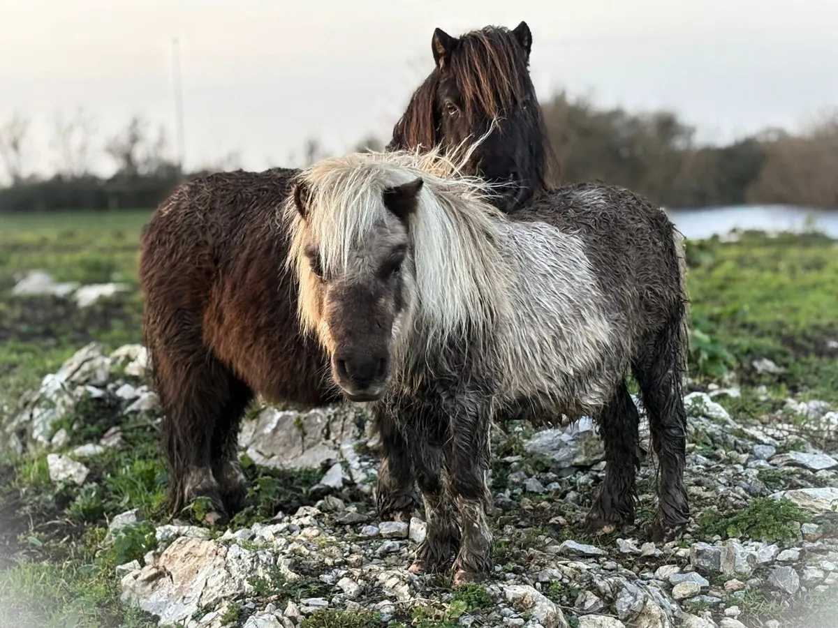 Miniature Ponies - Image 3