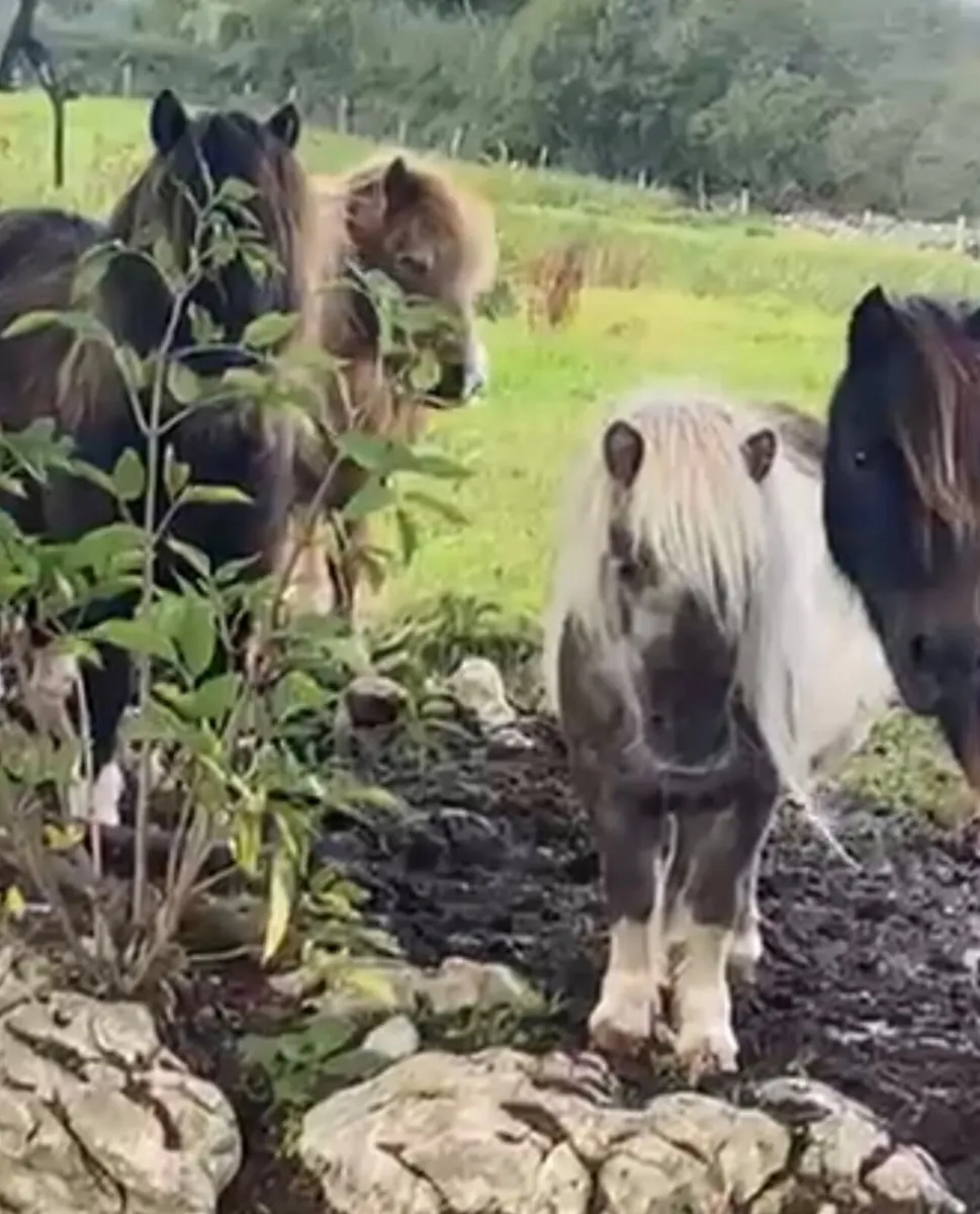 Miniature Ponies - Image 4