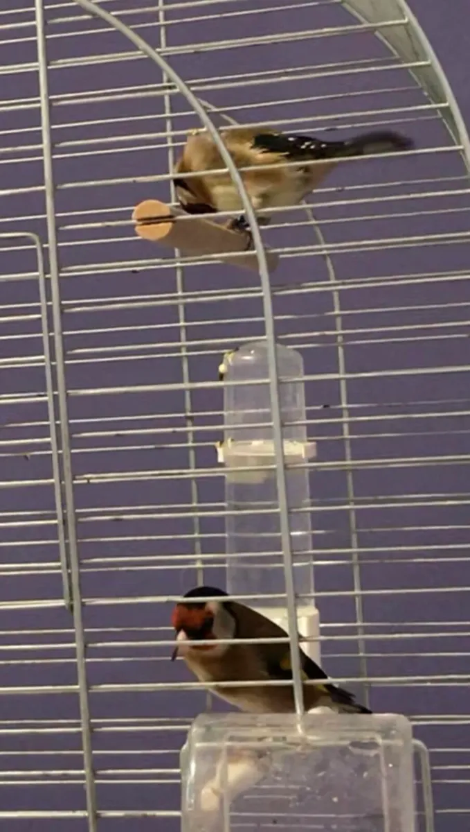 Finches for sale - Image 3