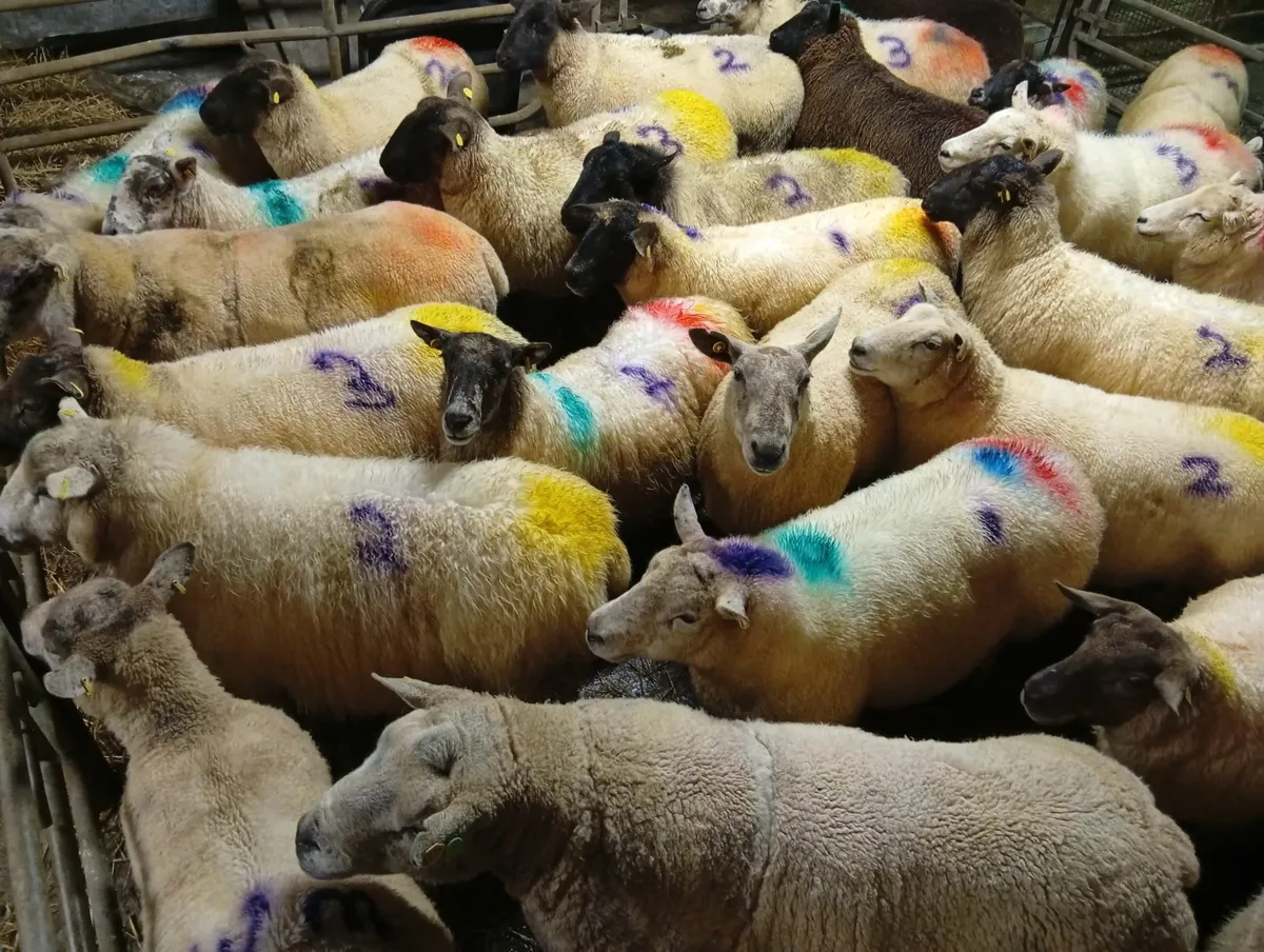 In lamb ewes - Image 1