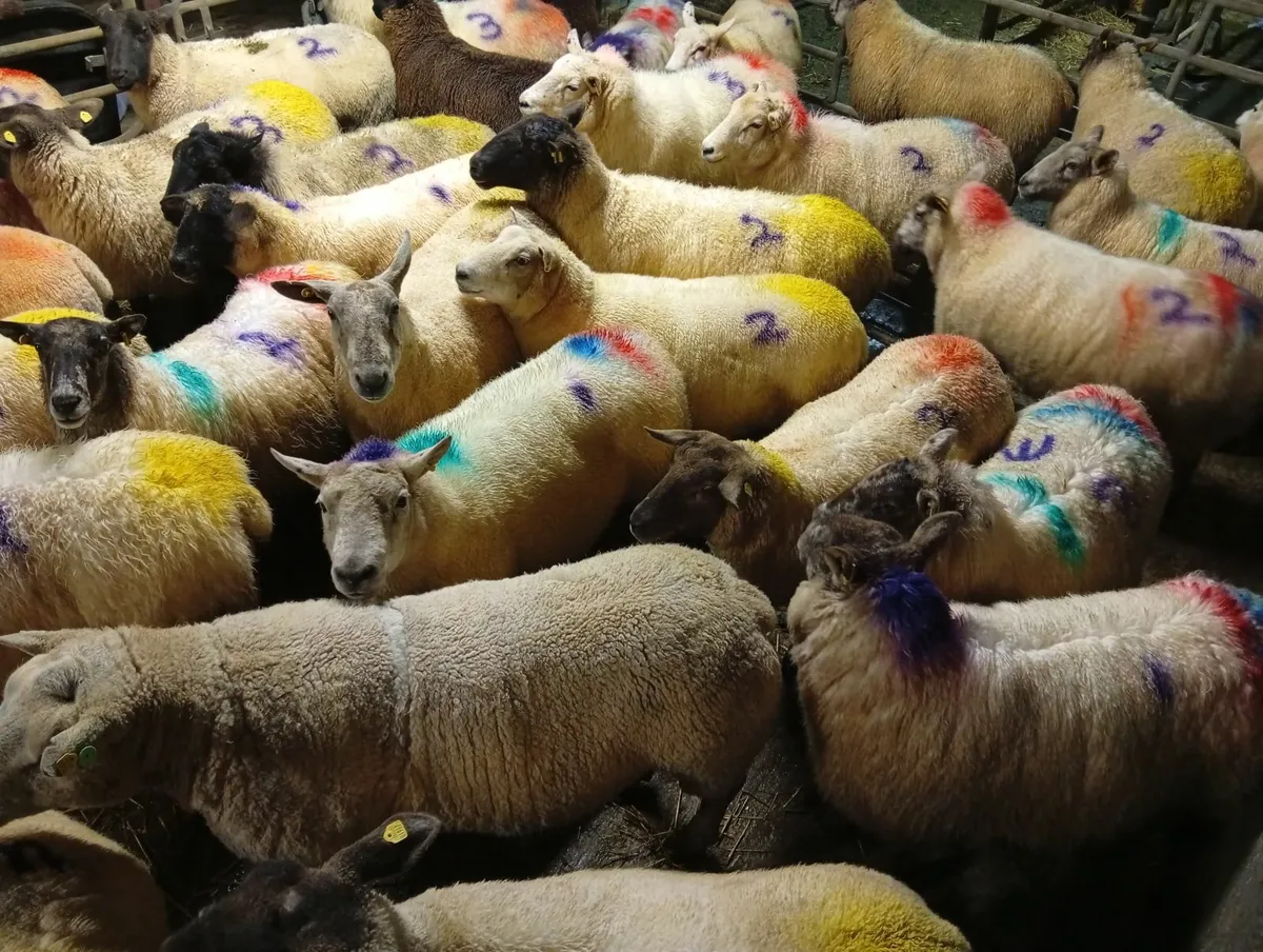 In lamb ewes - Image 2