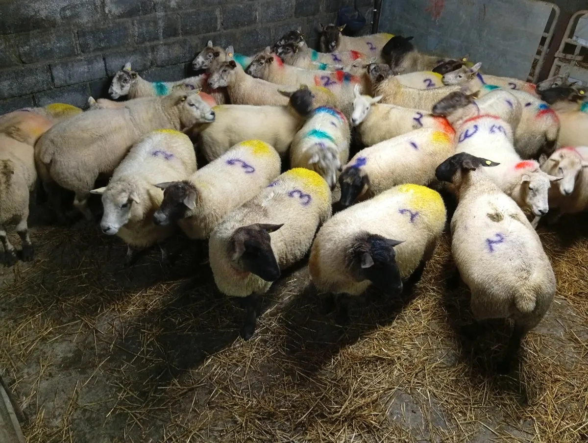 In lamb ewes - Image 3