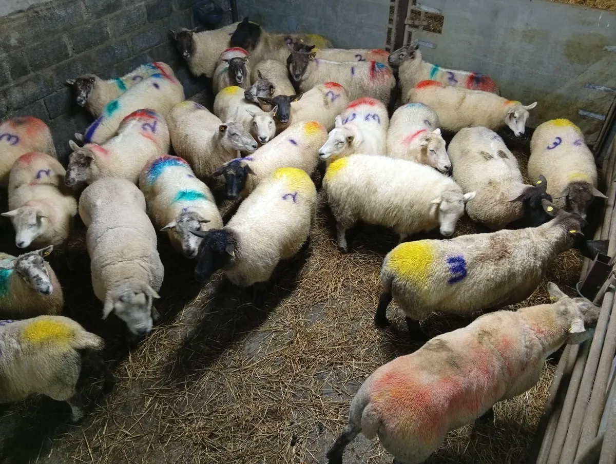 In lamb ewes - Image 4