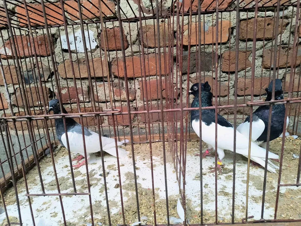 4 pairs fancy pigeons - Image 1