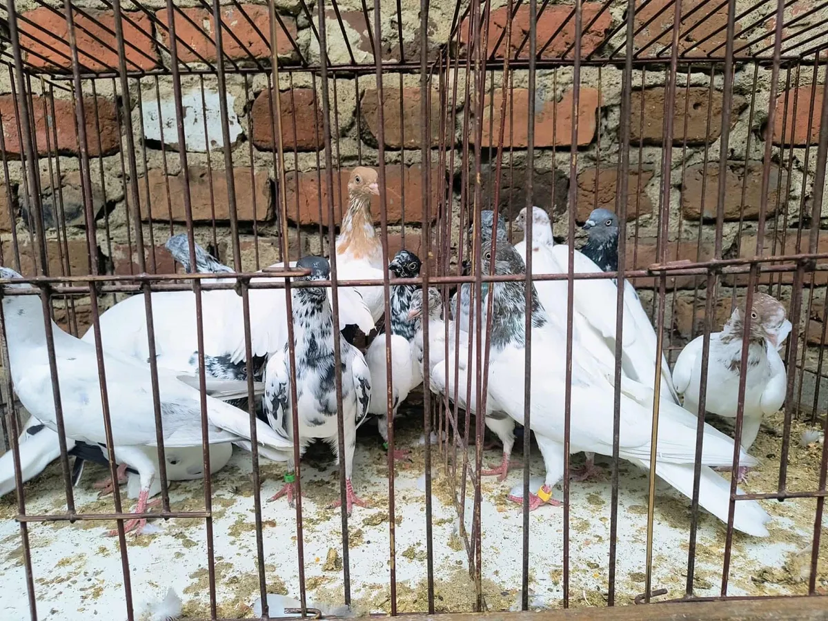 4 pairs fancy pigeons - Image 2