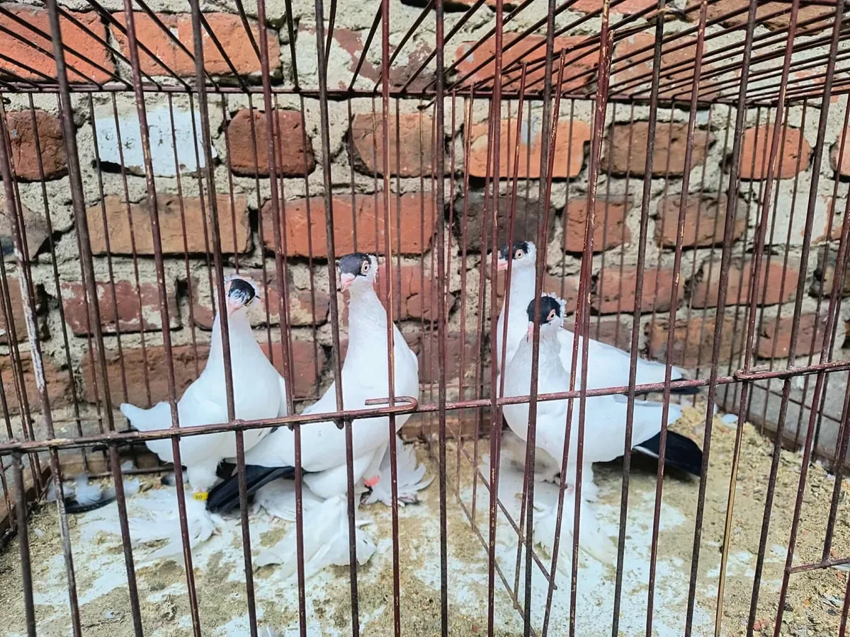 4 pairs fancy pigeons - Image 4