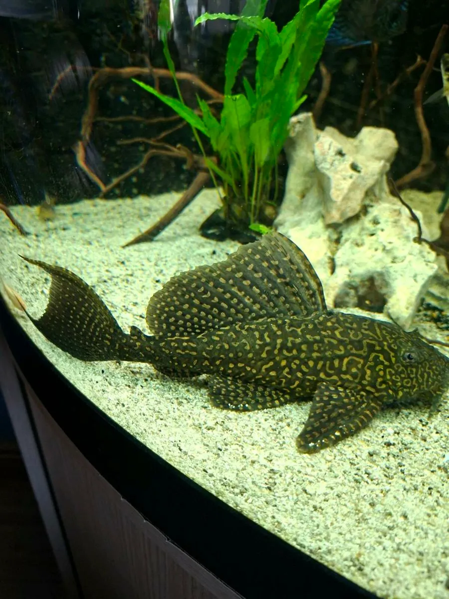 Large Pleco - Image 2