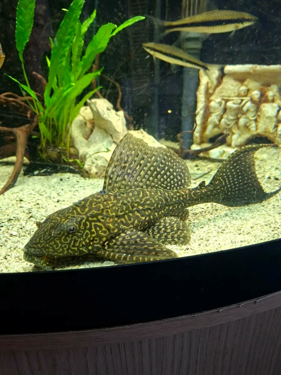 Large Pleco - Image 3