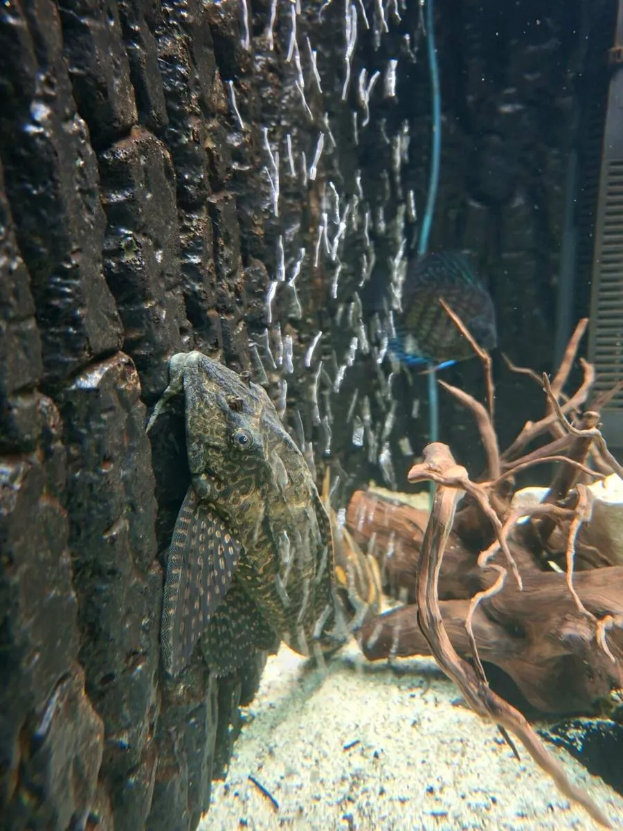 Large Pleco - Image 4