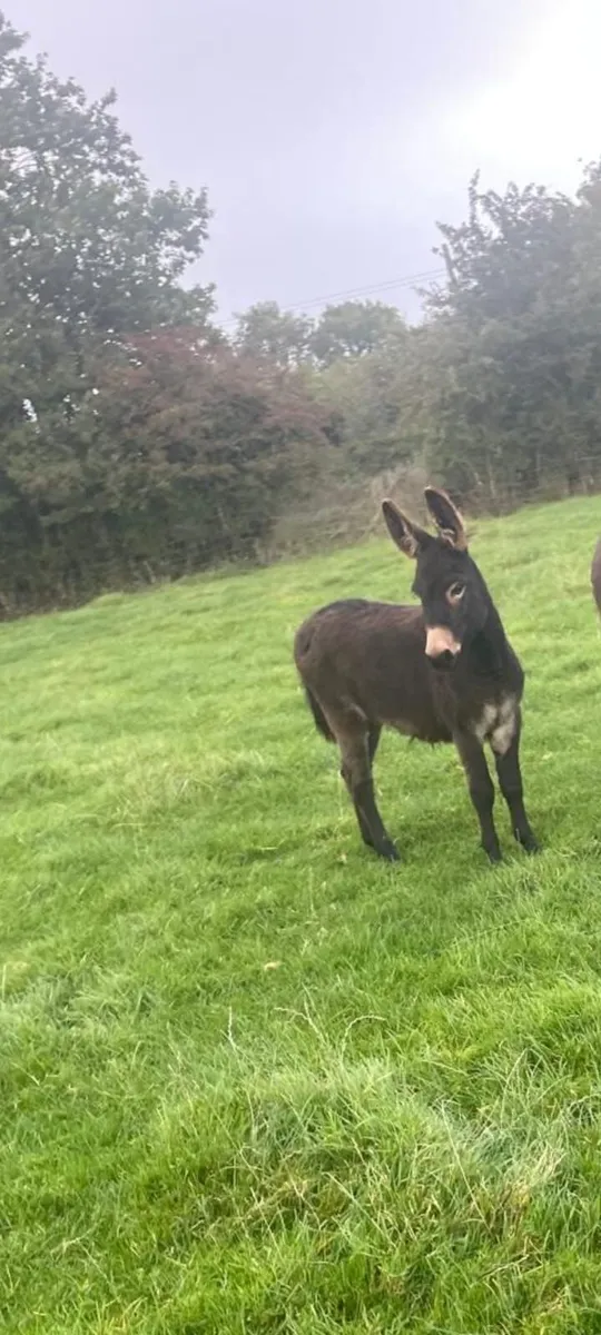 Donkey female 9 months old