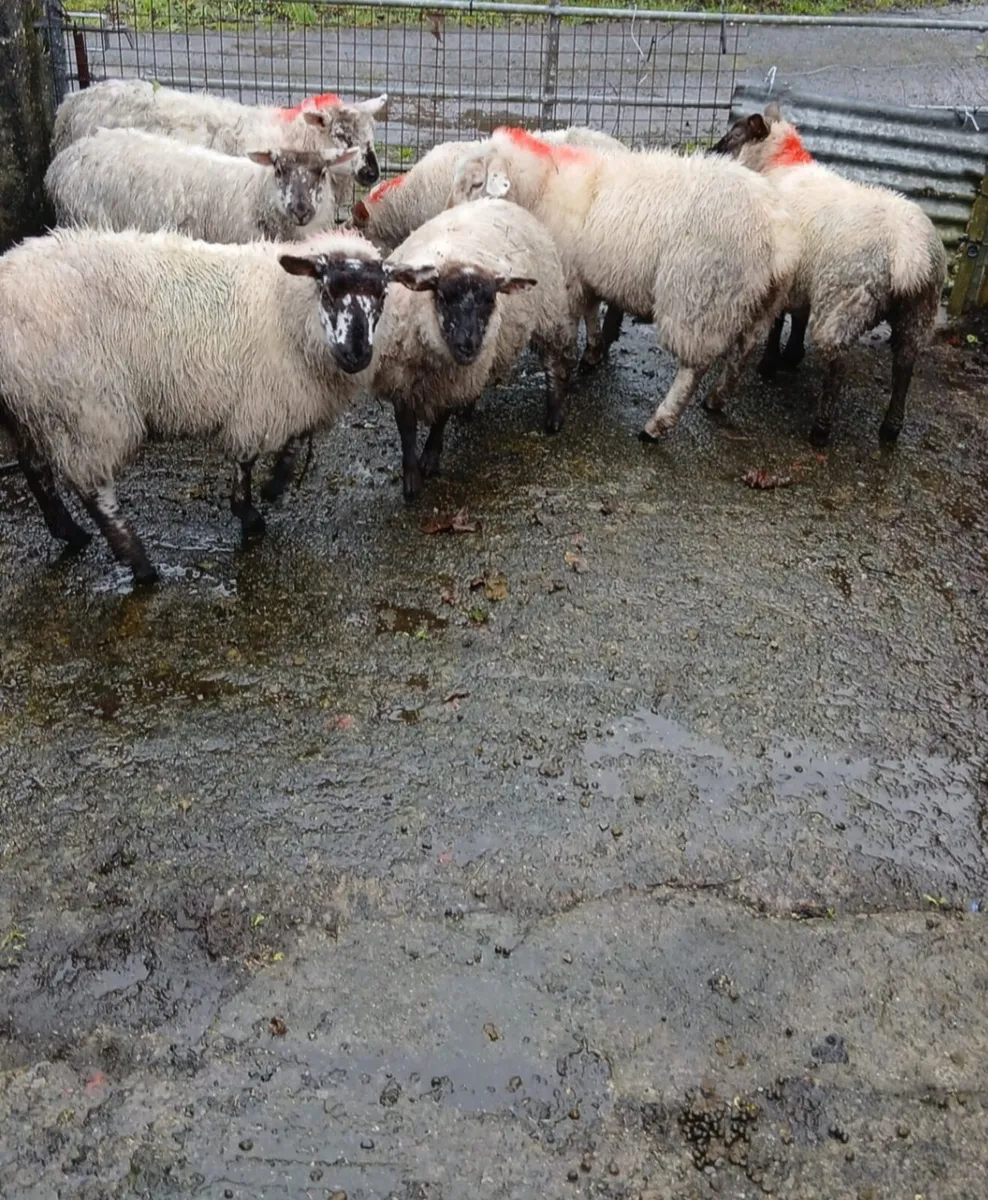 Ewe lambs for sale  🐑