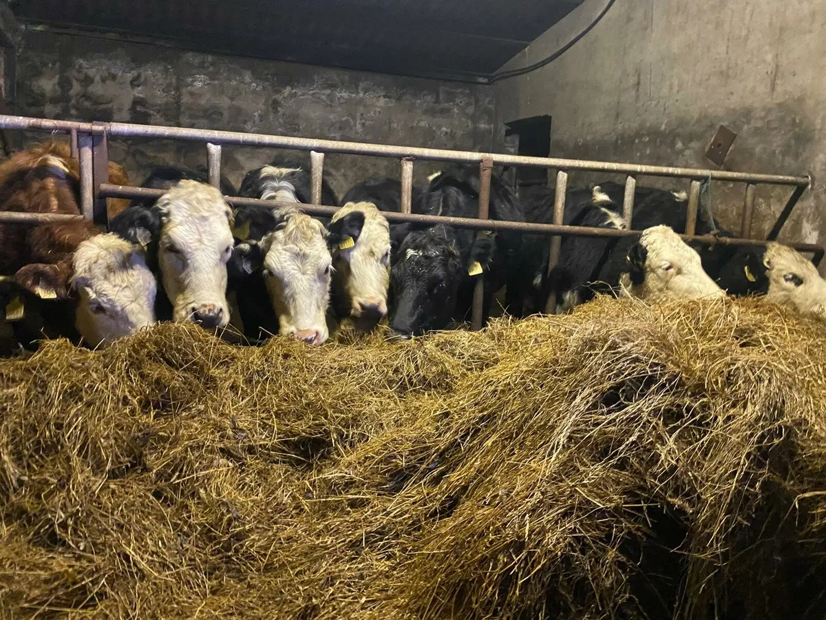 10 whitehead heifers for sale - Image 1