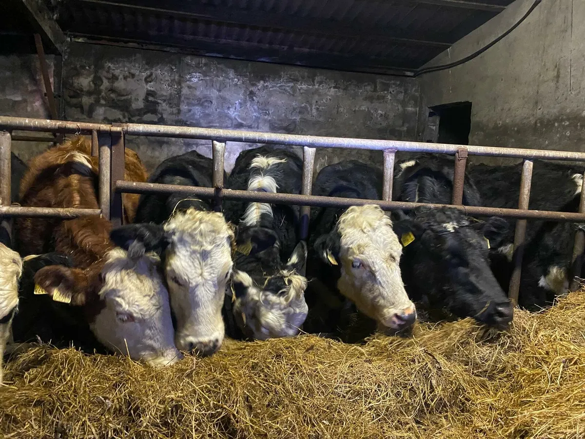 10 whitehead heifers for sale - Image 3