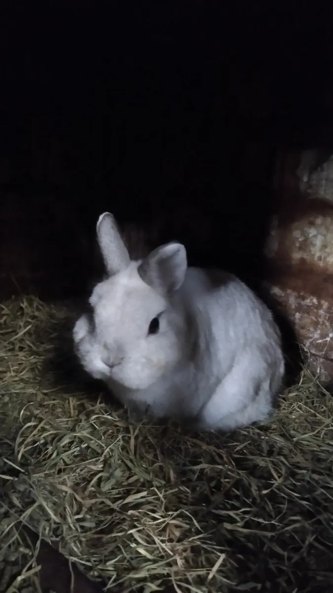 Rabbit - Image 3