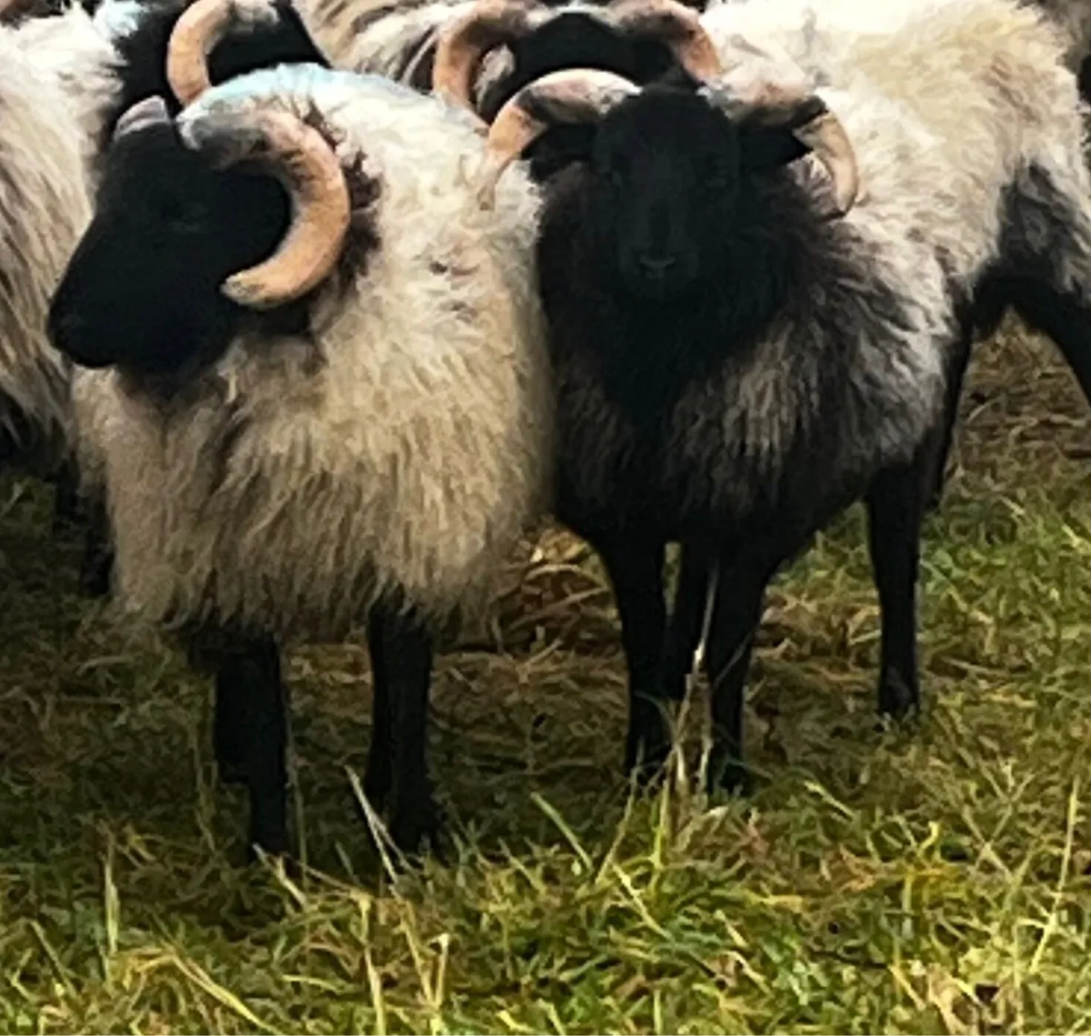 Blackface Weather Lambs - Image 1