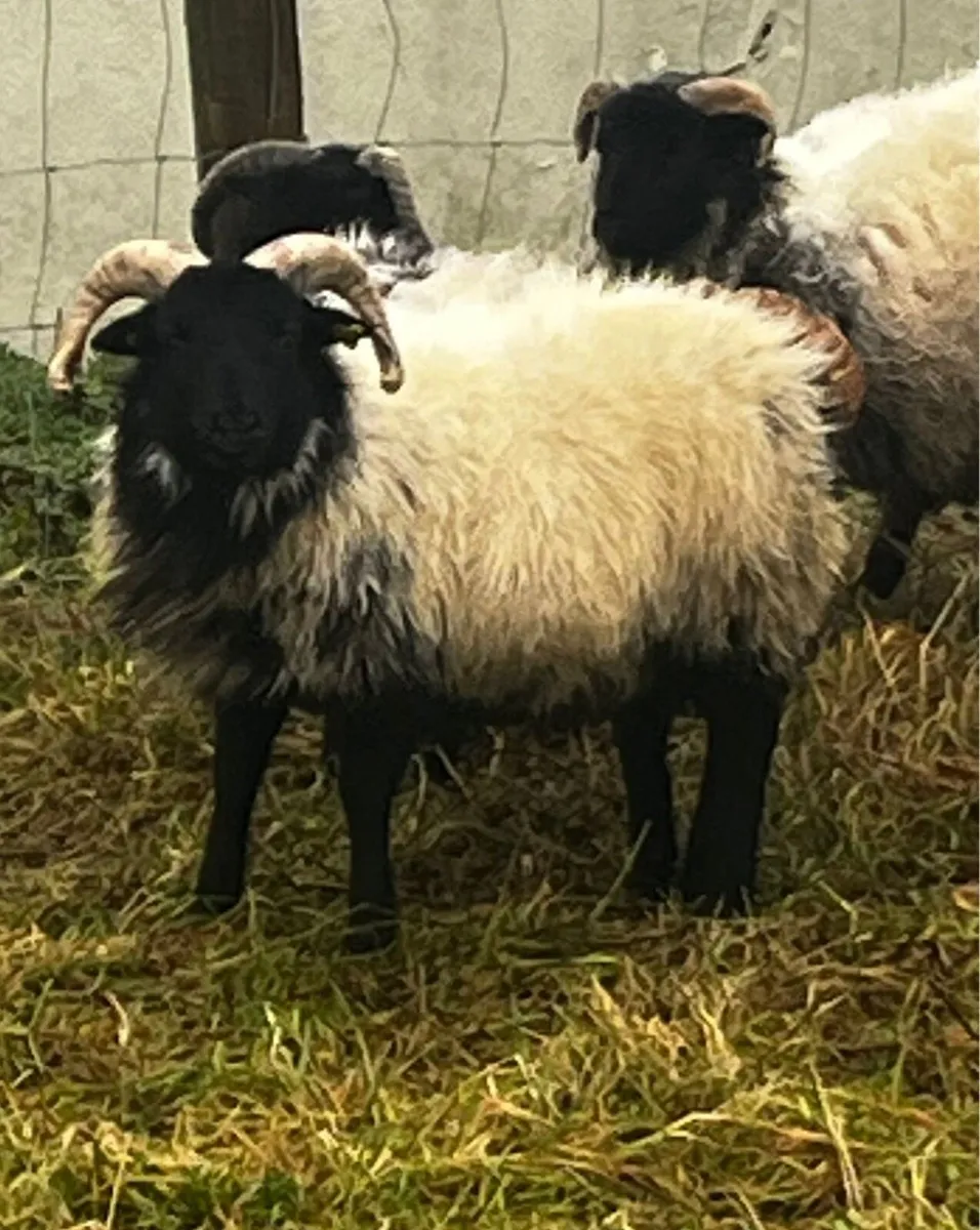 Blackface Weather Lambs - Image 2