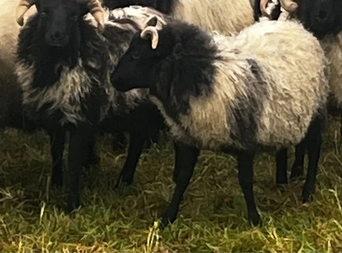 Blackface Weather Lambs - Image 3