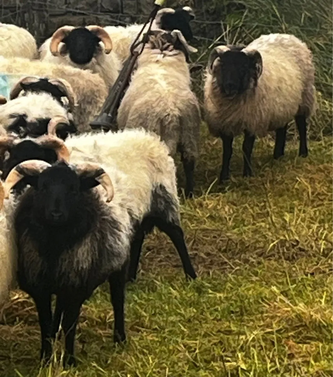 Blackface Weather Lambs - Image 4