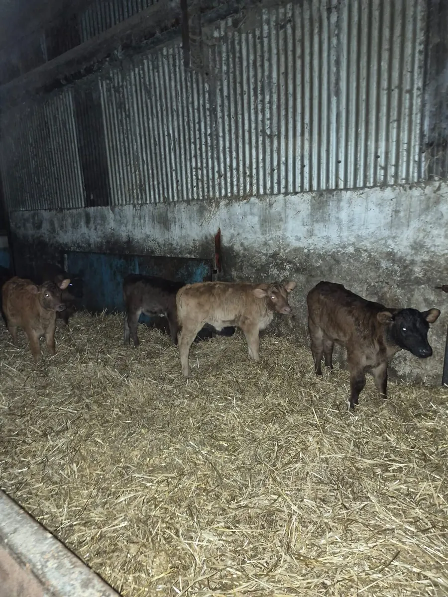 17 Limousin Calves - Image 1