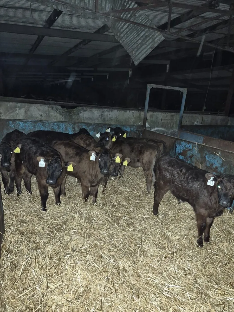 17 Limousin Calves - Image 2